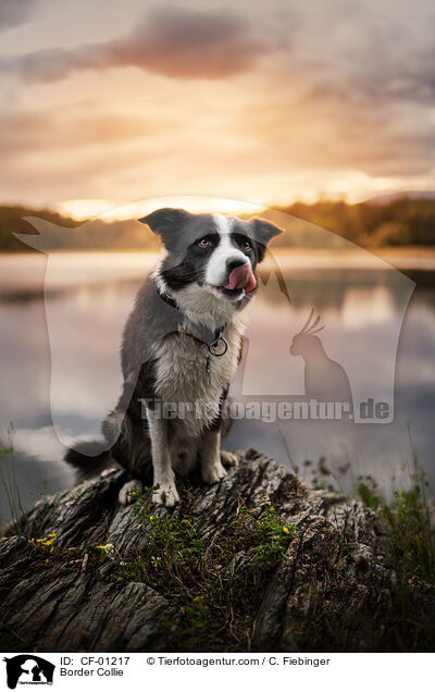 Border Collie / Border Collie / CF-01217