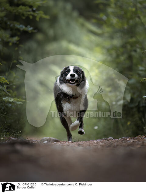 Border Collie / Border Collie / CF-01235