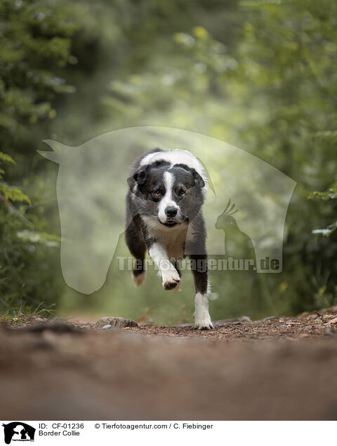 Border Collie / Border Collie / CF-01236