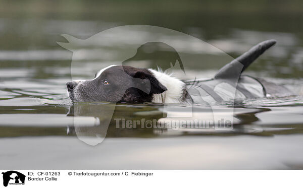 Border Collie / Border Collie / CF-01263