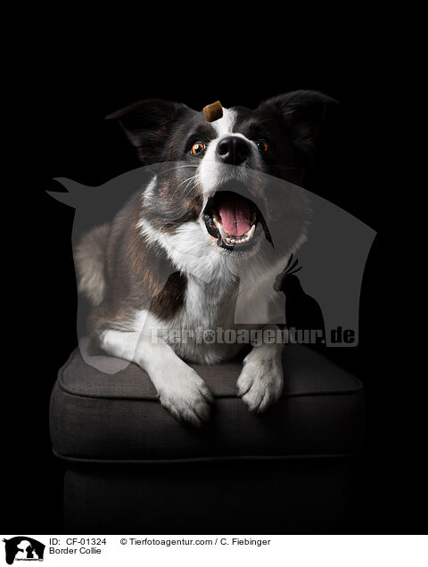 Border Collie / CF-01324