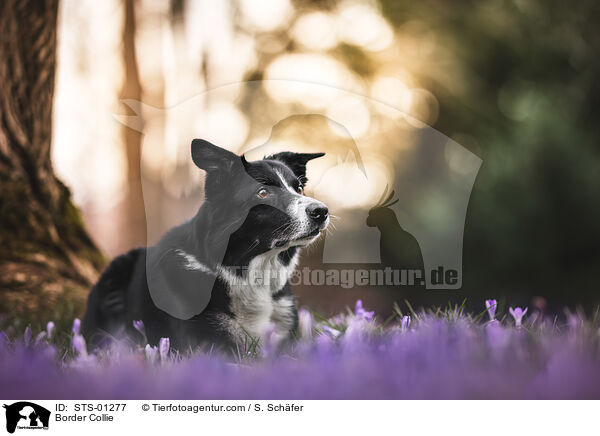 Border Collie / STS-01277