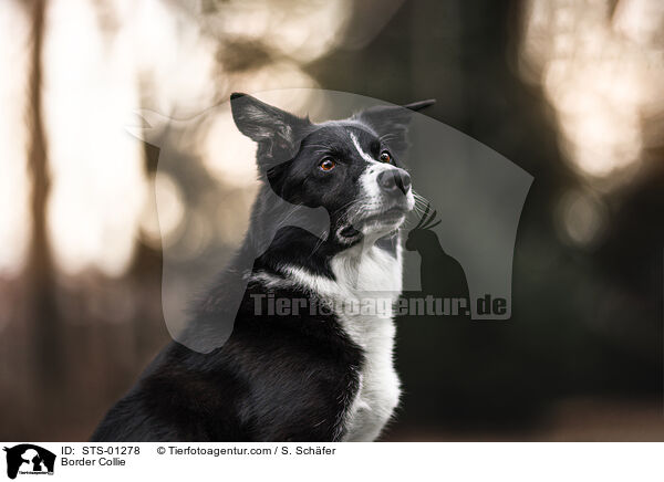 Border Collie / STS-01278