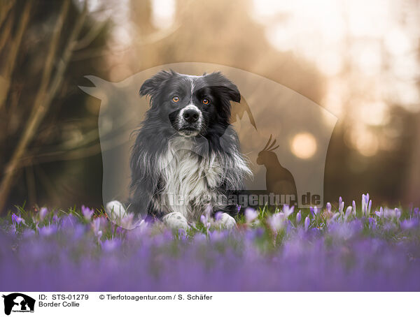 Border Collie / STS-01279