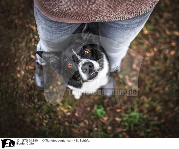 Border Collie / STS-01280