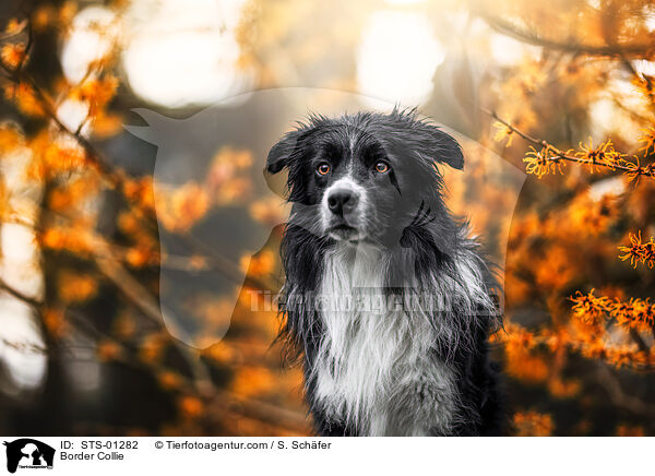 Border Collie / Border Collie / STS-01282