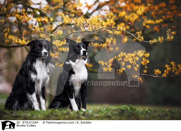 Border Collies / STS-01284