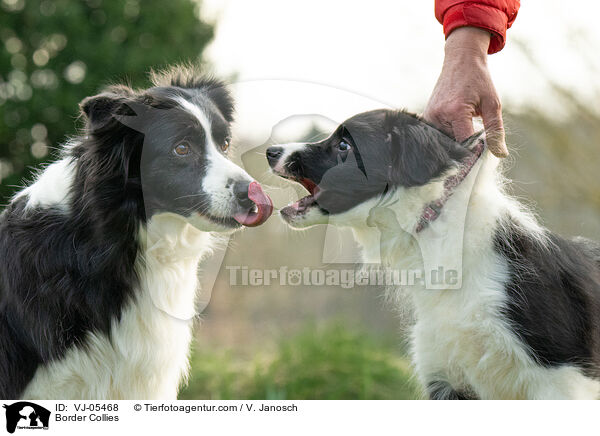 Border Collies / Border Collies / VJ-05468