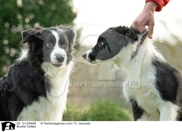 Border Collies / VJ-05469