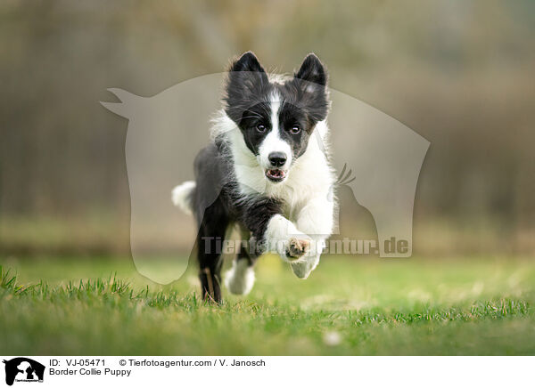 Border Collie Puppy / VJ-05471