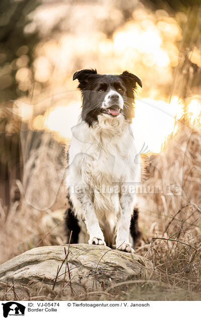 Border Collie / VJ-05474