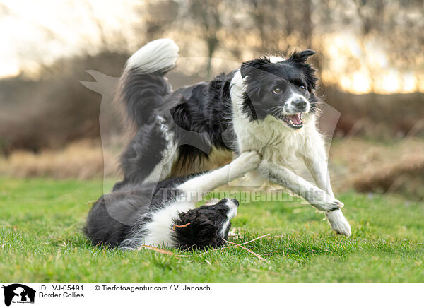 Border Collies / Border Collies / VJ-05491