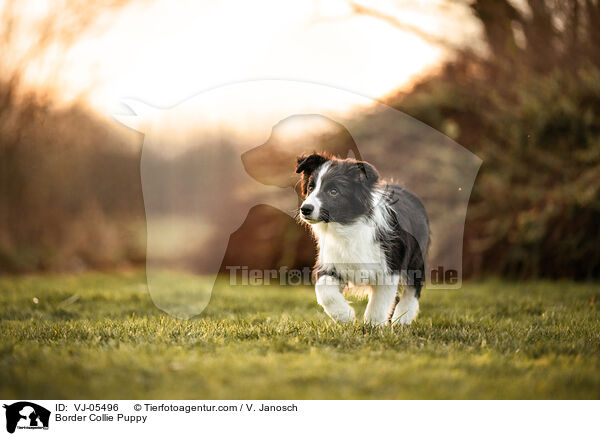 Border Collie Welpe / Border Collie Puppy / VJ-05496