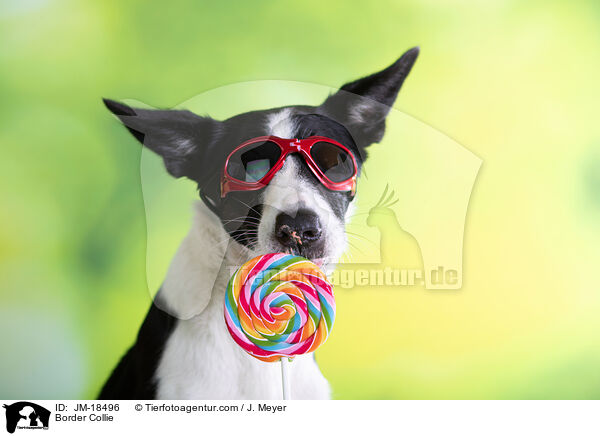 Border Collie / JM-18496