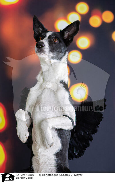 Border Collie / Border Collie / JM-18507