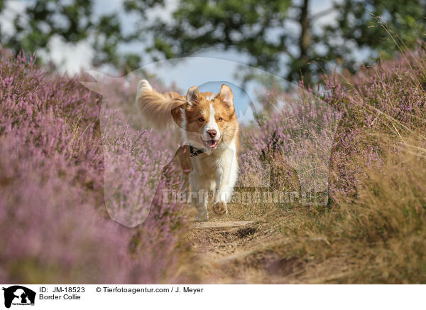 Border Collie / Border Collie / JM-18523