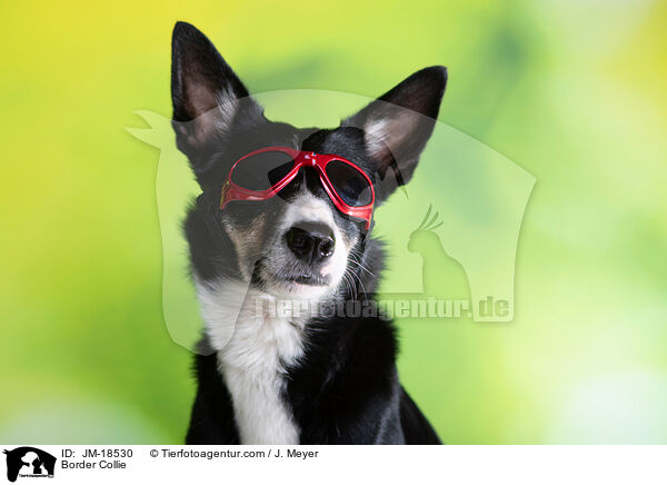 Border Collie / JM-18530