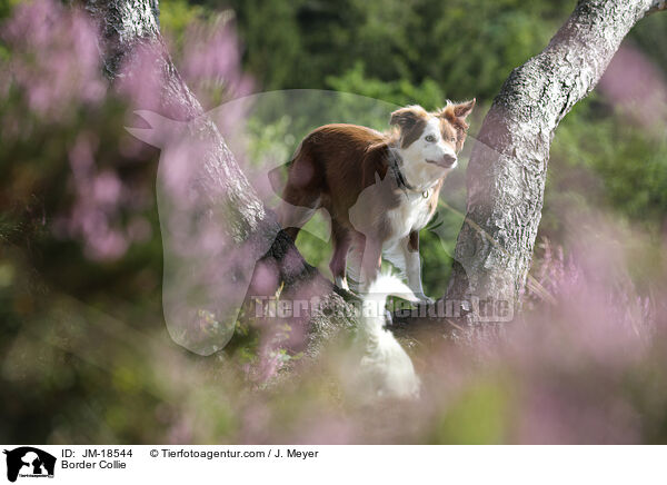 Border Collie / Border Collie / JM-18544