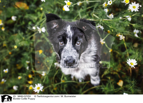 Border Collie Welpe / Border Collie Puppy / MAB-02559