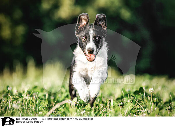 Border Collie Puppy / MAB-02606