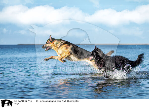 Hunde / dogs / MAB-02745