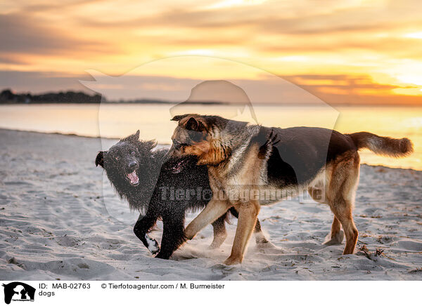 Hunde / dogs / MAB-02763