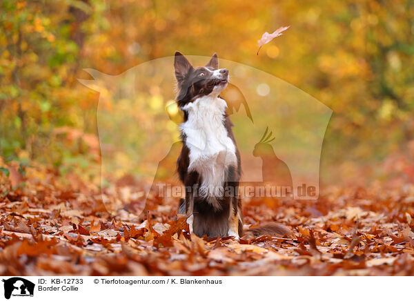 Border Collie / Border Collie / KB-12733