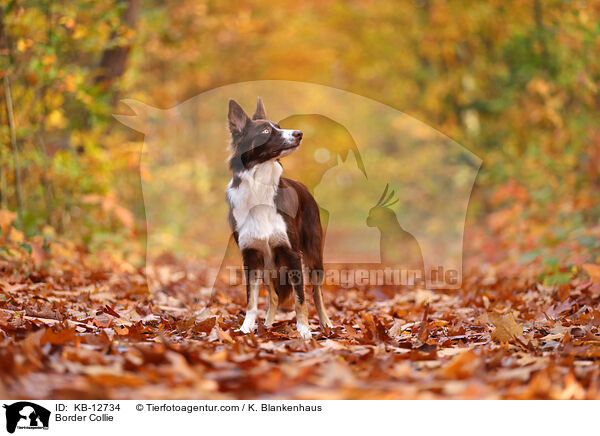 Border Collie / Border Collie / KB-12734