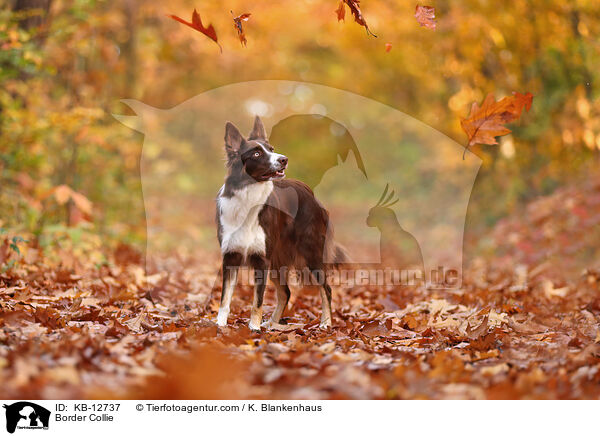 Border Collie / Border Collie / KB-12737