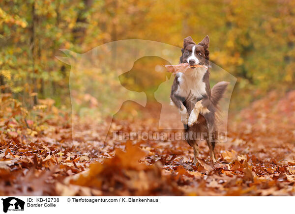 Border Collie / Border Collie / KB-12738