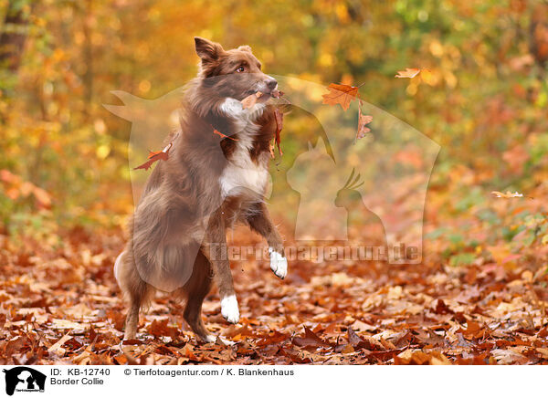 Border Collie / Border Collie / KB-12740