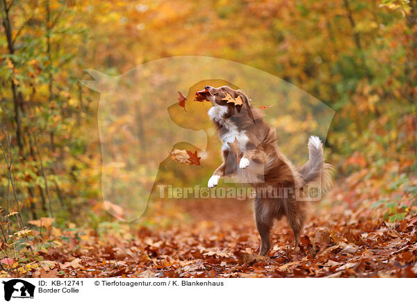 Border Collie / Border Collie / KB-12741