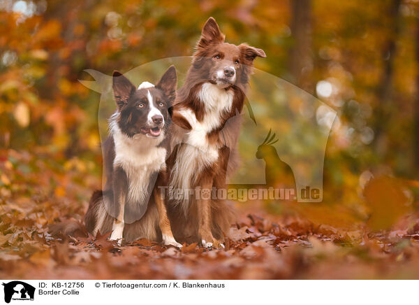 Border Collie / Border Collie / KB-12756