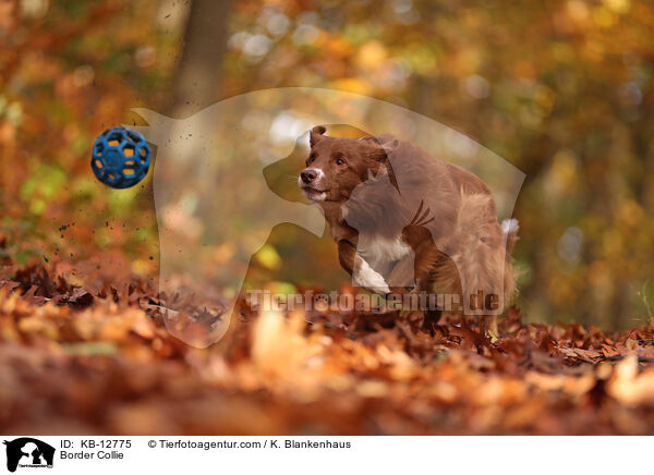 Border Collie / Border Collie / KB-12775