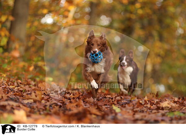 Border Collie / Border Collie / KB-12778