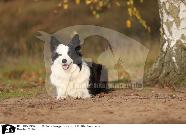 Border Collie / Border Collie / KB-13396