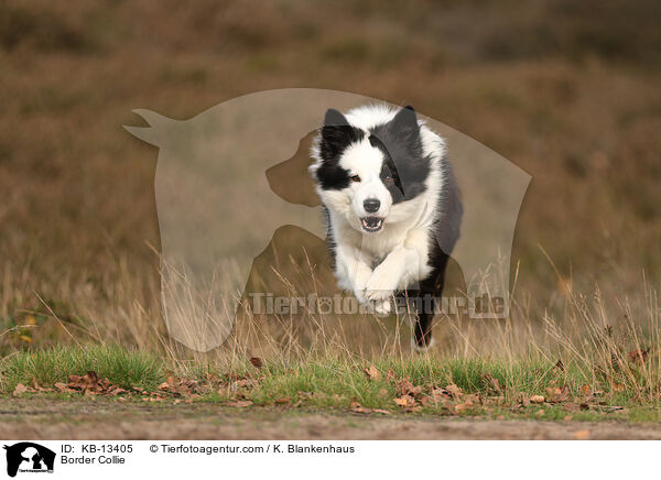 Border Collie / Border Collie / KB-13405