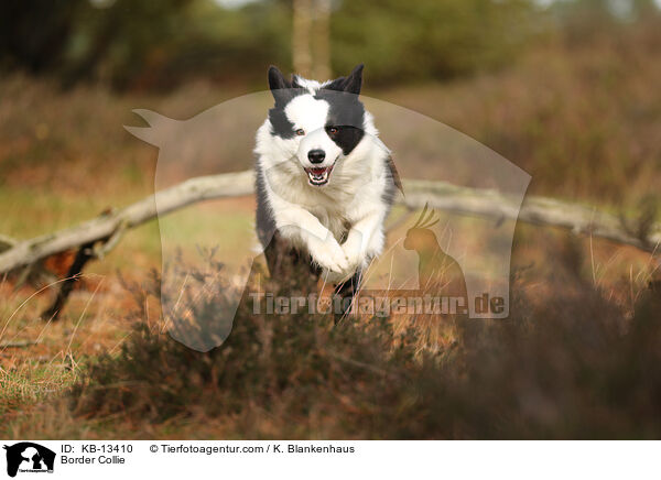 Border Collie / Border Collie / KB-13410