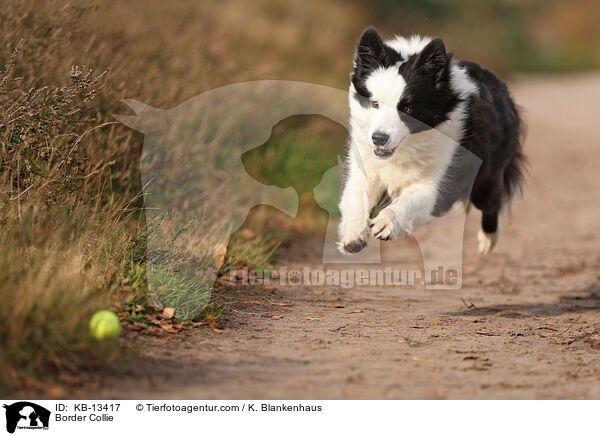 Border Collie / Border Collie / KB-13417