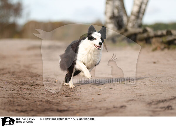 Border Collie / Border Collie / KB-13420