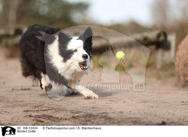 Border Collie / Border Collie / KB-13424