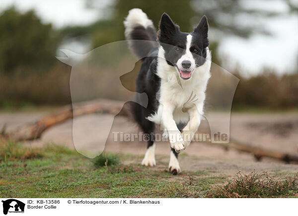 Border Collie / Border Collie / KB-13586