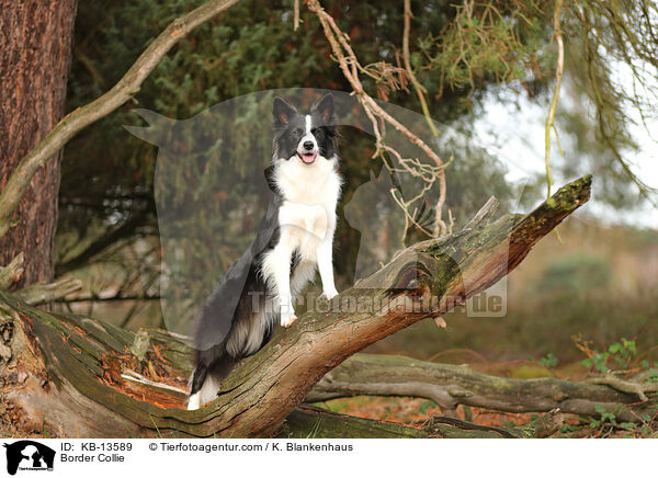 Border Collie / Border Collie / KB-13589