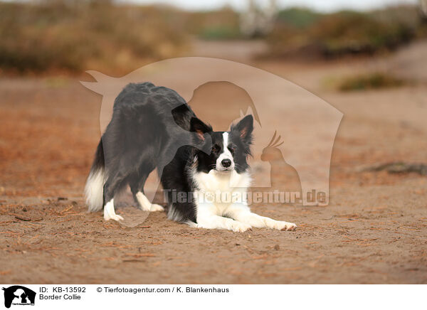 Border Collie / Border Collie / KB-13592