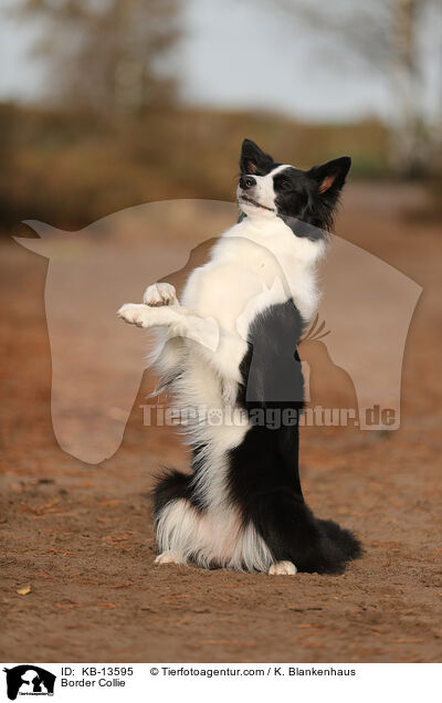 Border Collie / Border Collie / KB-13595