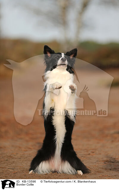 Border Collie / Border Collie / KB-13596