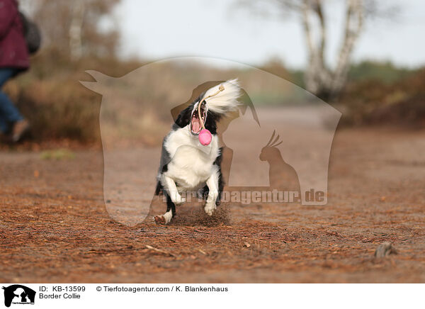 Border Collie / Border Collie / KB-13599