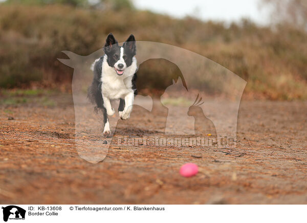 Border Collie / KB-13608