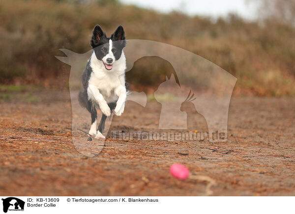 Border Collie / KB-13609