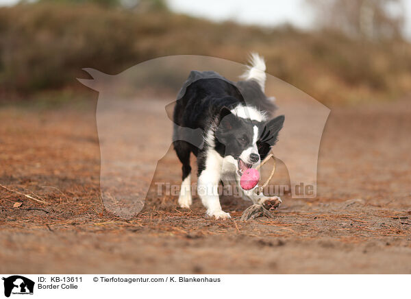 Border Collie / Border Collie / KB-13611